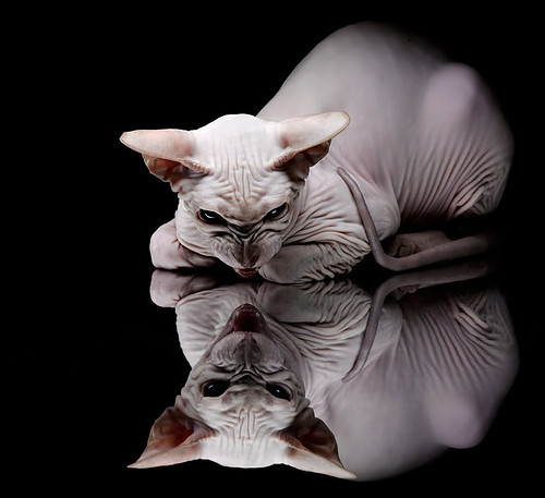 意志的交响,从芝加哥熔炉到杭州热浪