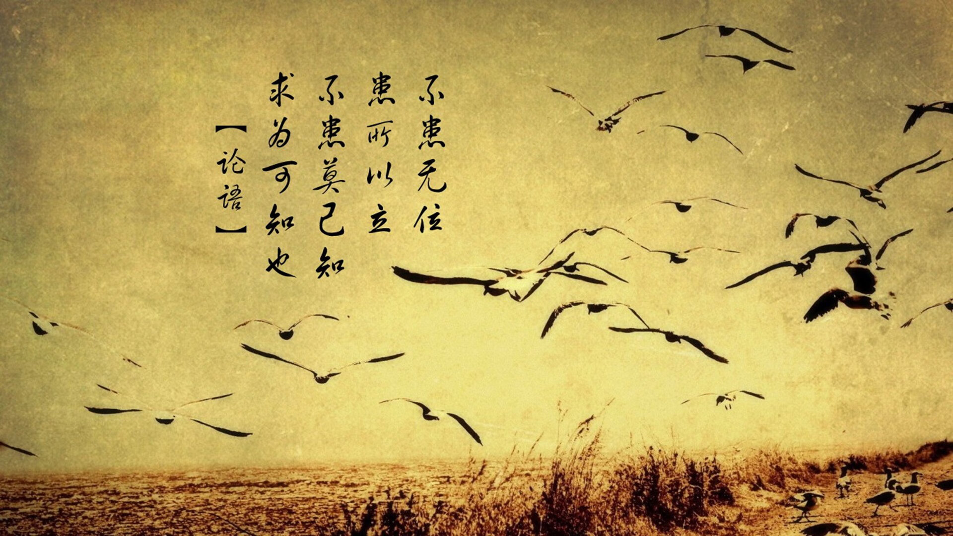 异军突起，当外援张本智和成为法国队的关键先生