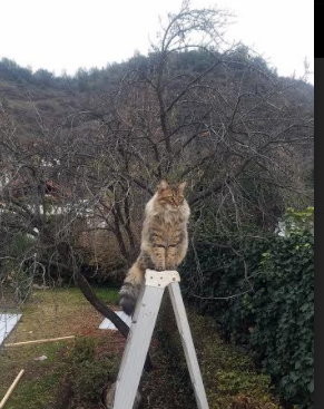 困兽之笼的血色黎明,奥亚尔萨瓦尔点球制胜助奥地利关键战突围苏格兰