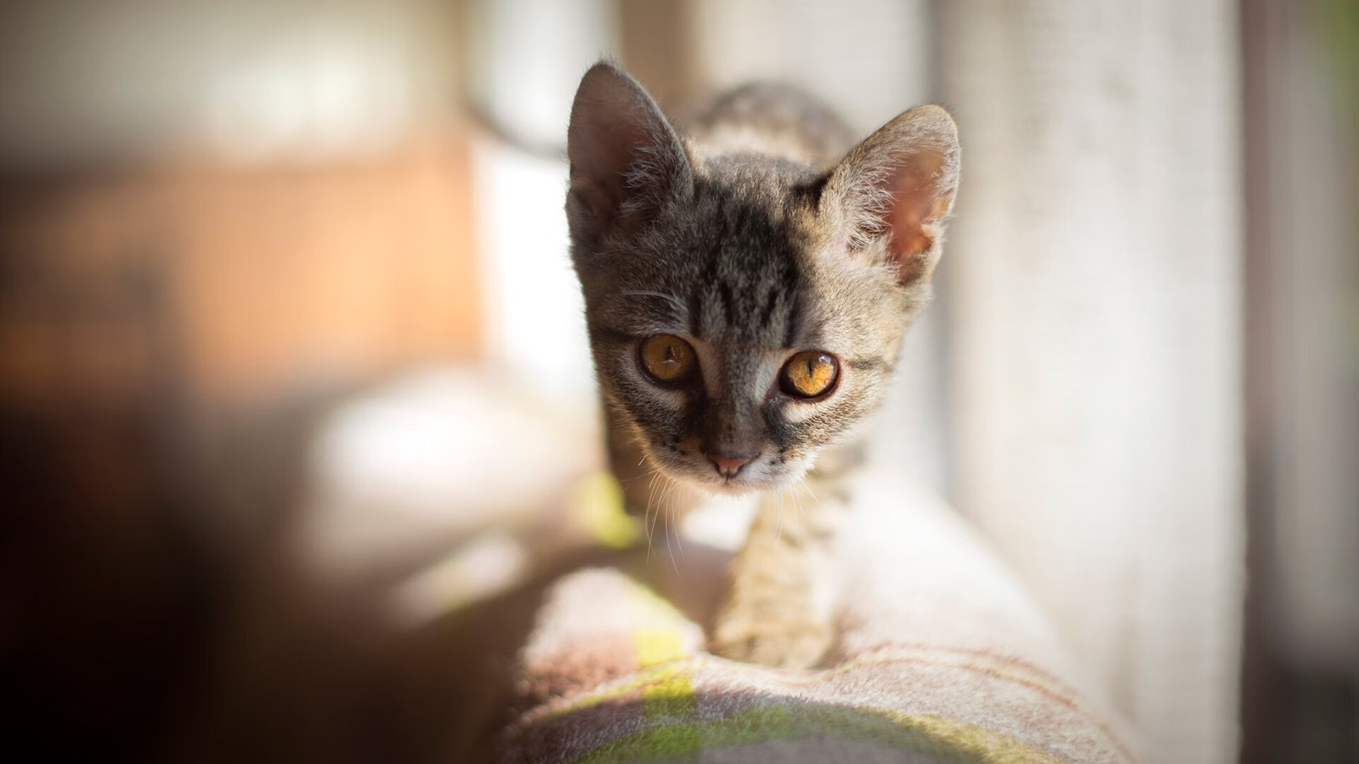 欧冠之夜，巴黎强势晋级国米，奥亚尔萨瓦尔关键战接管比赛