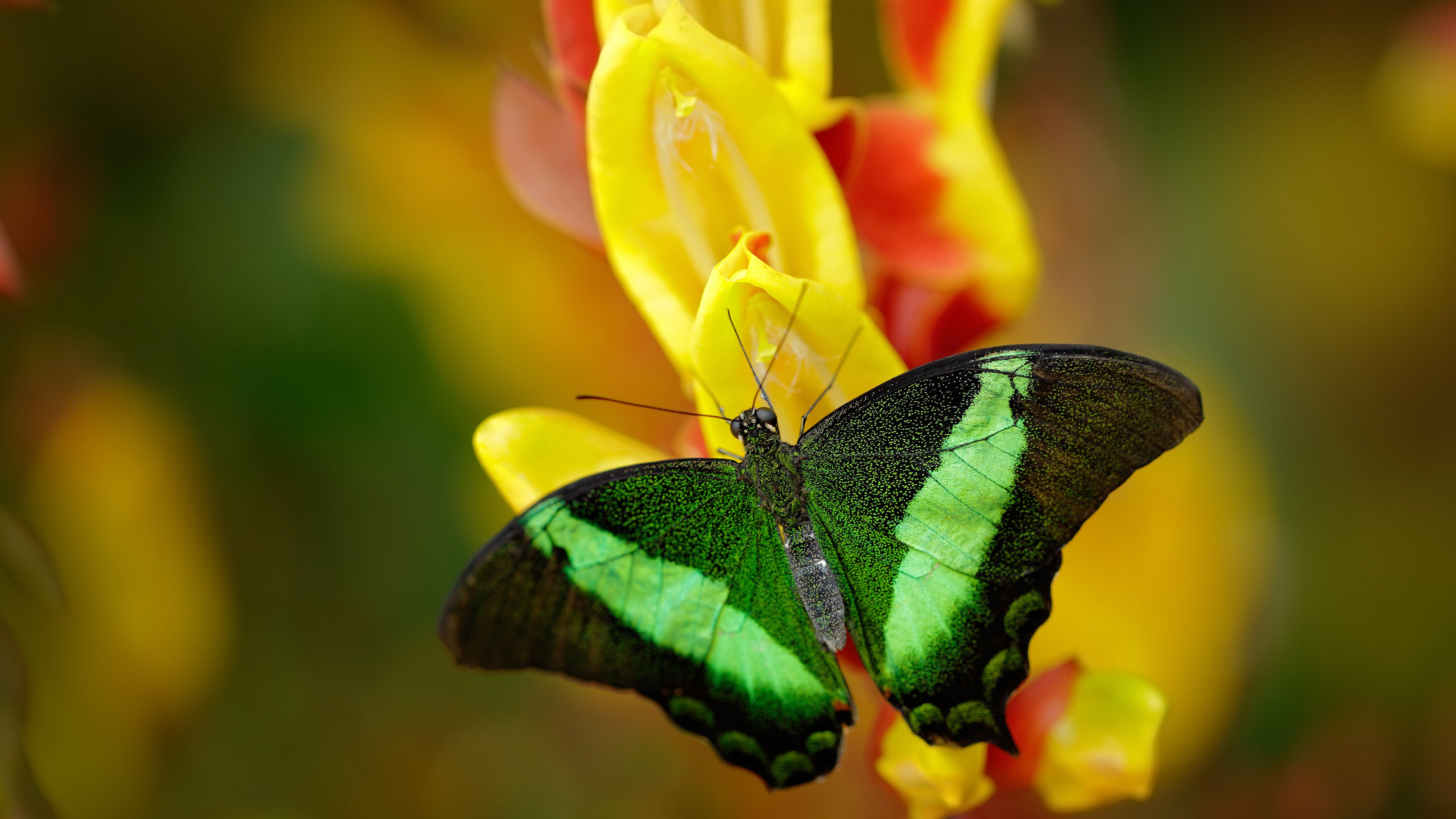 特奥的节奏舞步,那不勒斯对阵皇马中的完全掌控