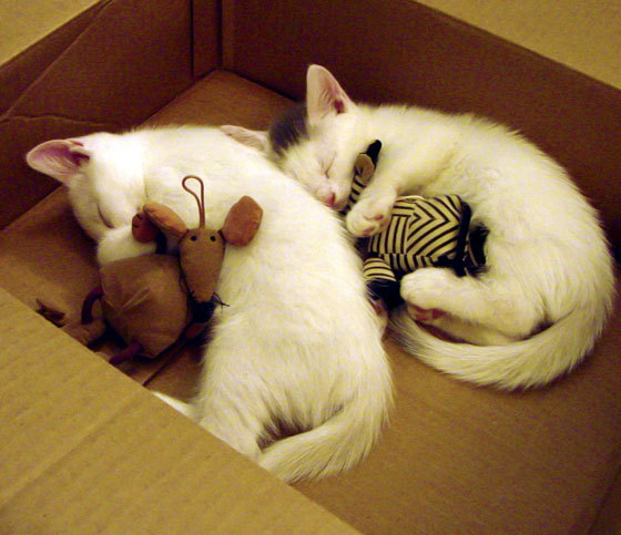 东京巨变,当足球幽灵笼罩奥运赛场—德里赫特与日本队的48小时奇迹