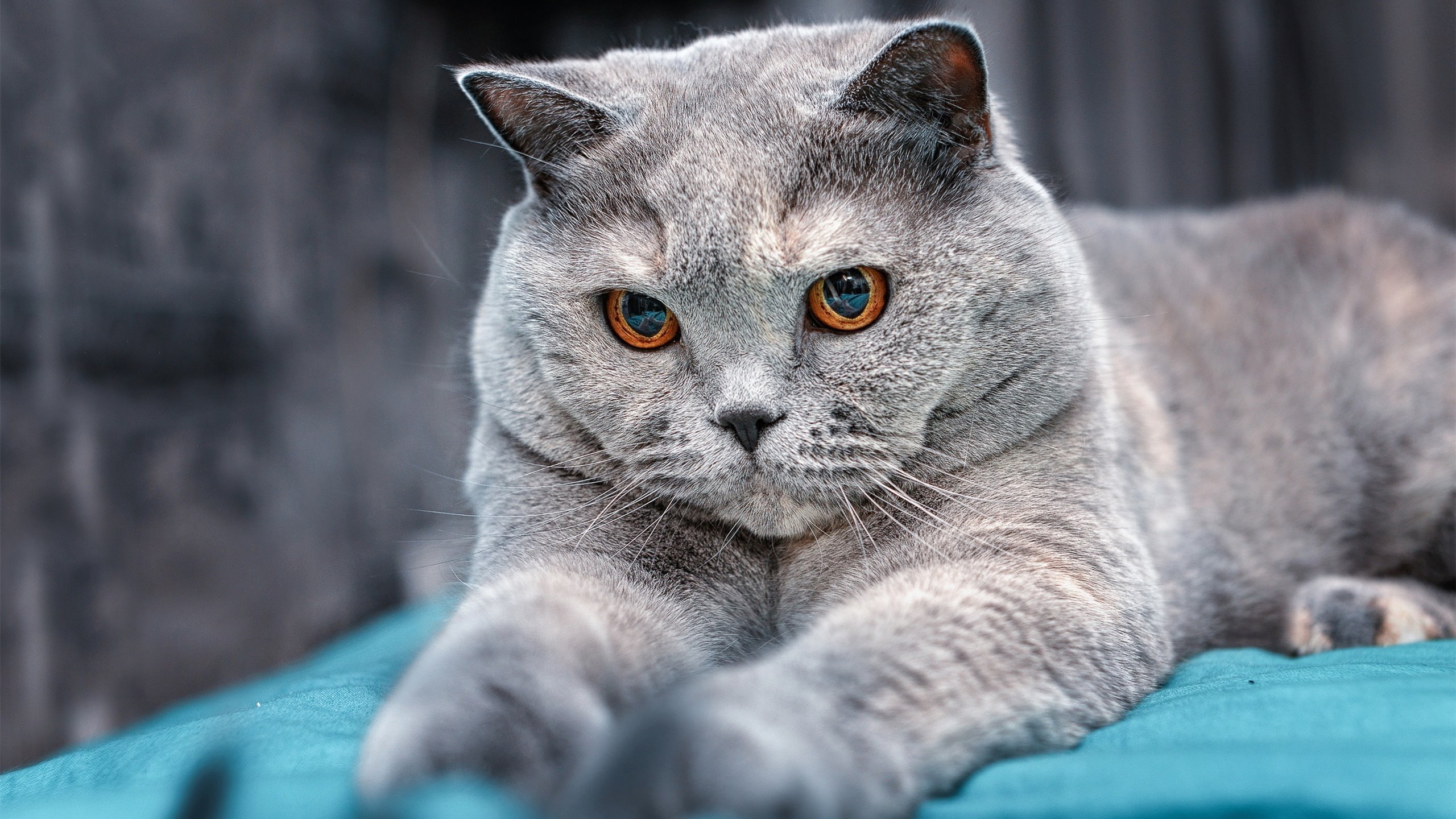 当画笔遇见刀锋，阿什拉夫在佛罗伦萨的画布上，为利物浦刻下唯一性注解