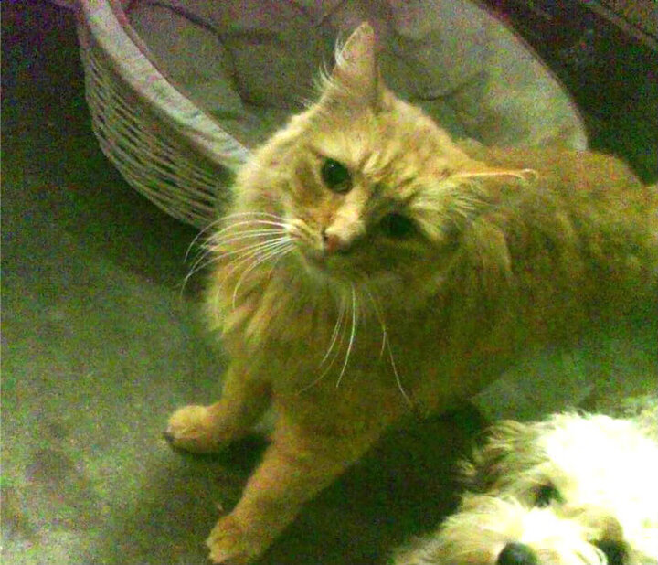 凡人斩神,当魔术踏平快船,德罗赞的钢铁与诗