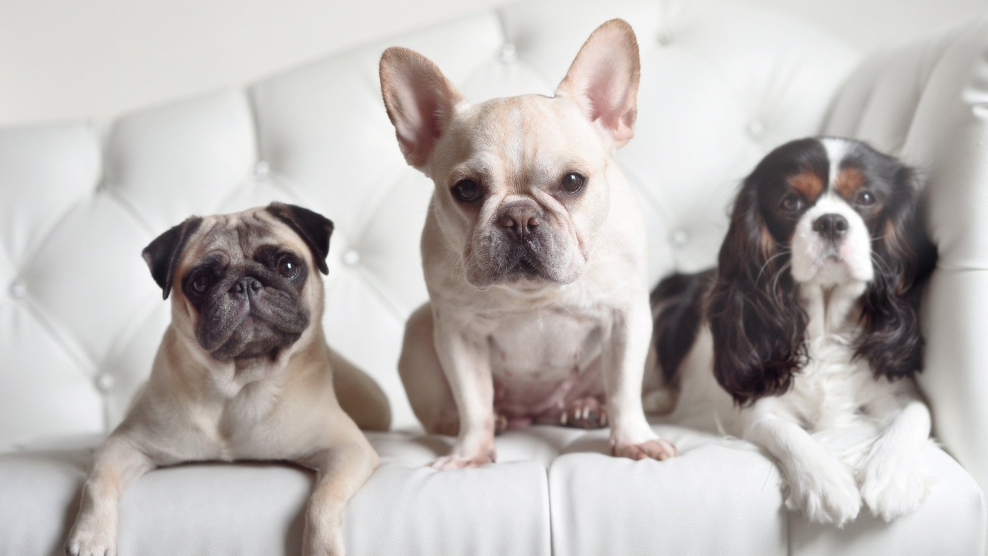 迪亚斯,大场面先生!秘鲁风暴如何一夜冲垮贝蒂斯堡垒