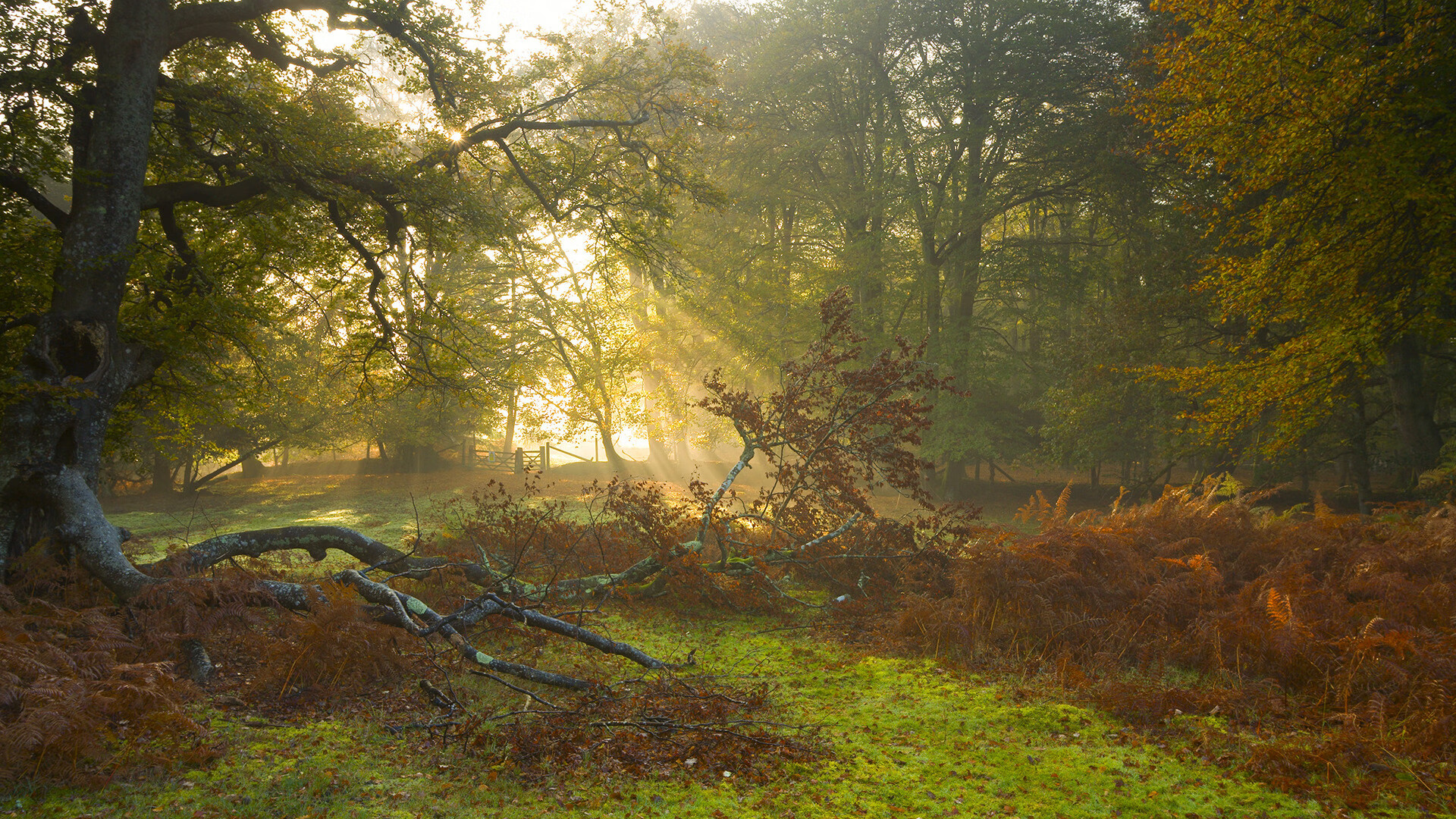 23+19+4帽!戴维斯统治攻防,76人全队失灵见证湖人恐怖绞杀