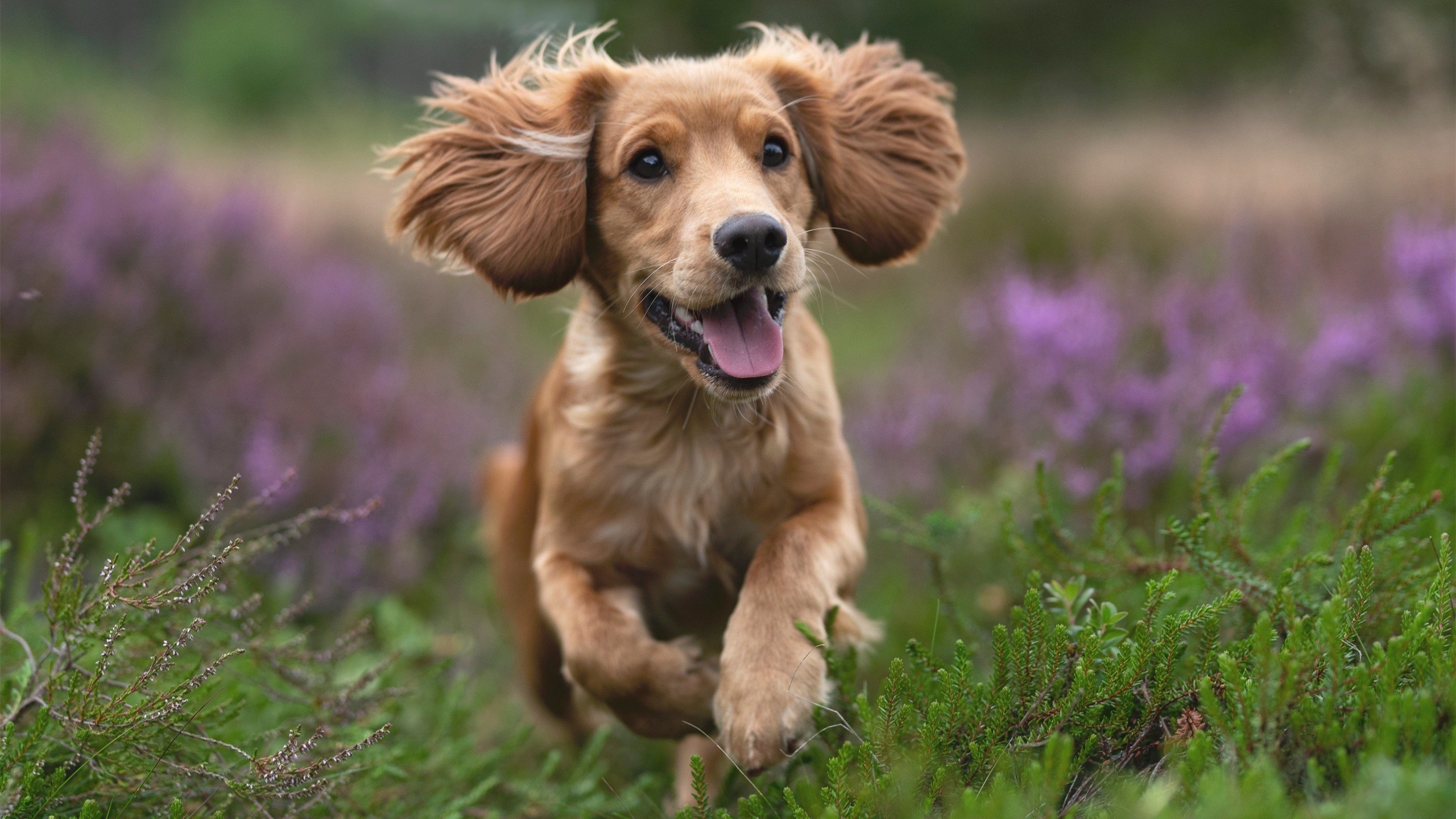 哈利伯顿魔法降临五棵松,全能风暴引领吉林队客场制霸京城