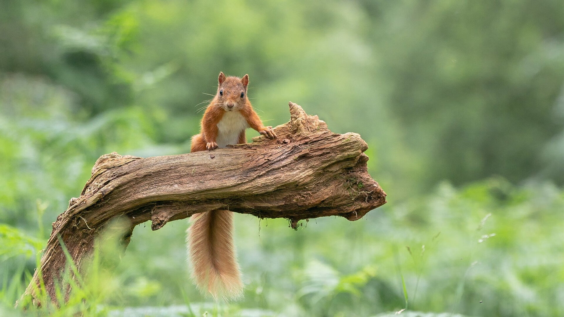 凯恩压力下完成爆发，希腊完胜尼日利亚，一场颠覆预判的逆转与救赎
