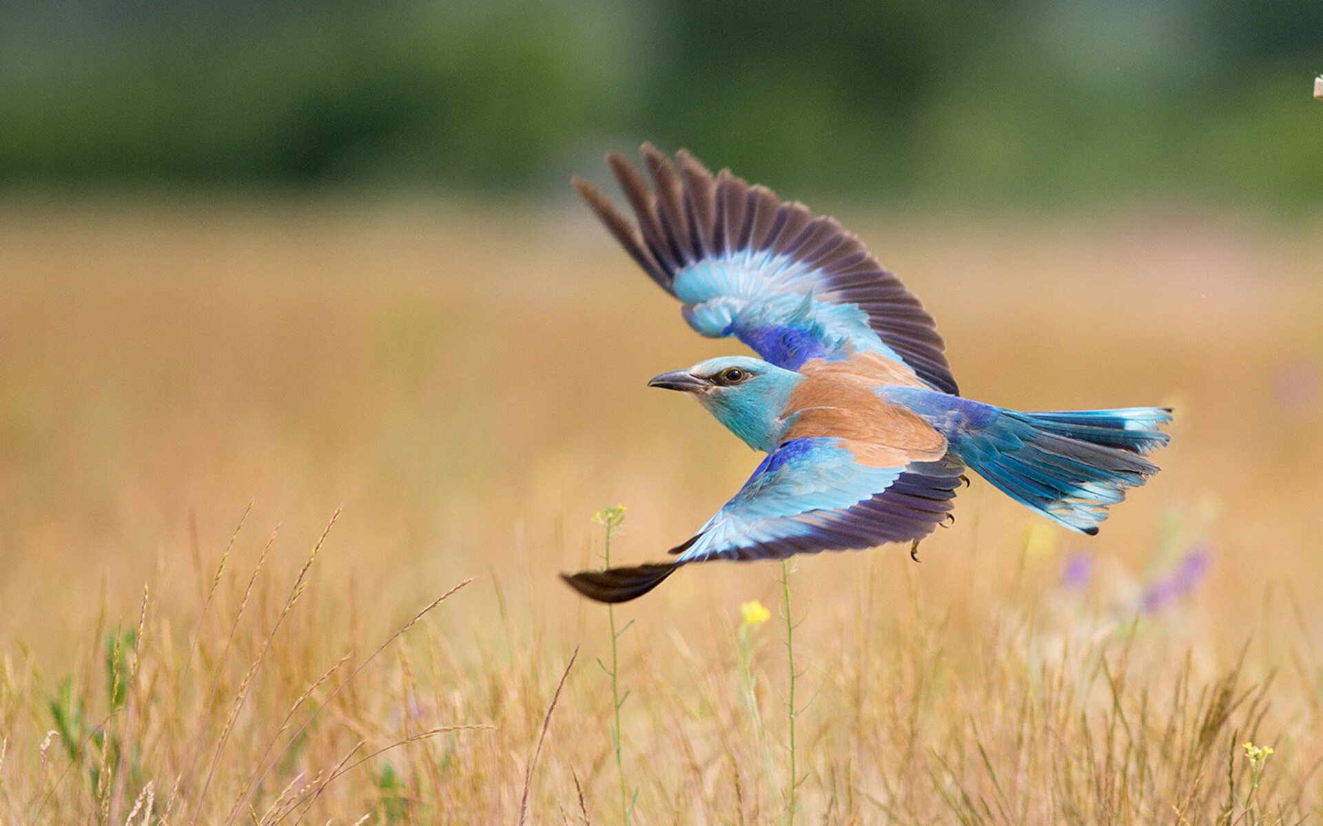 绿茵二重奏,孙兴慜的刀锋与皇家社会的交响
