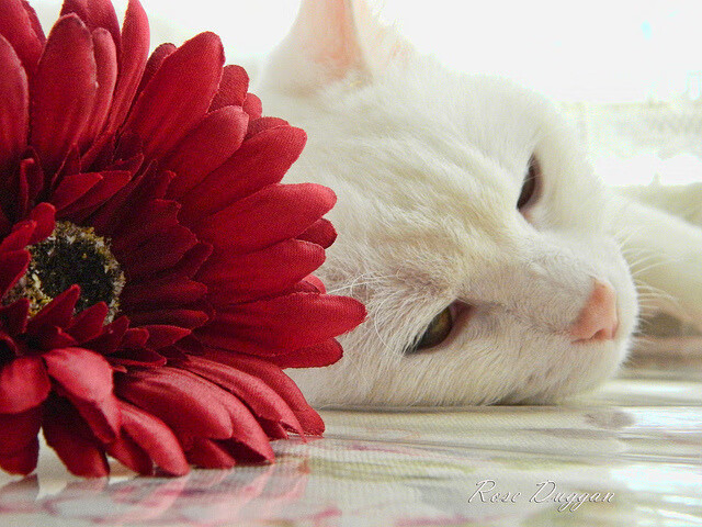 挑战者之光,委内瑞拉与维尼修斯的反传统胜利