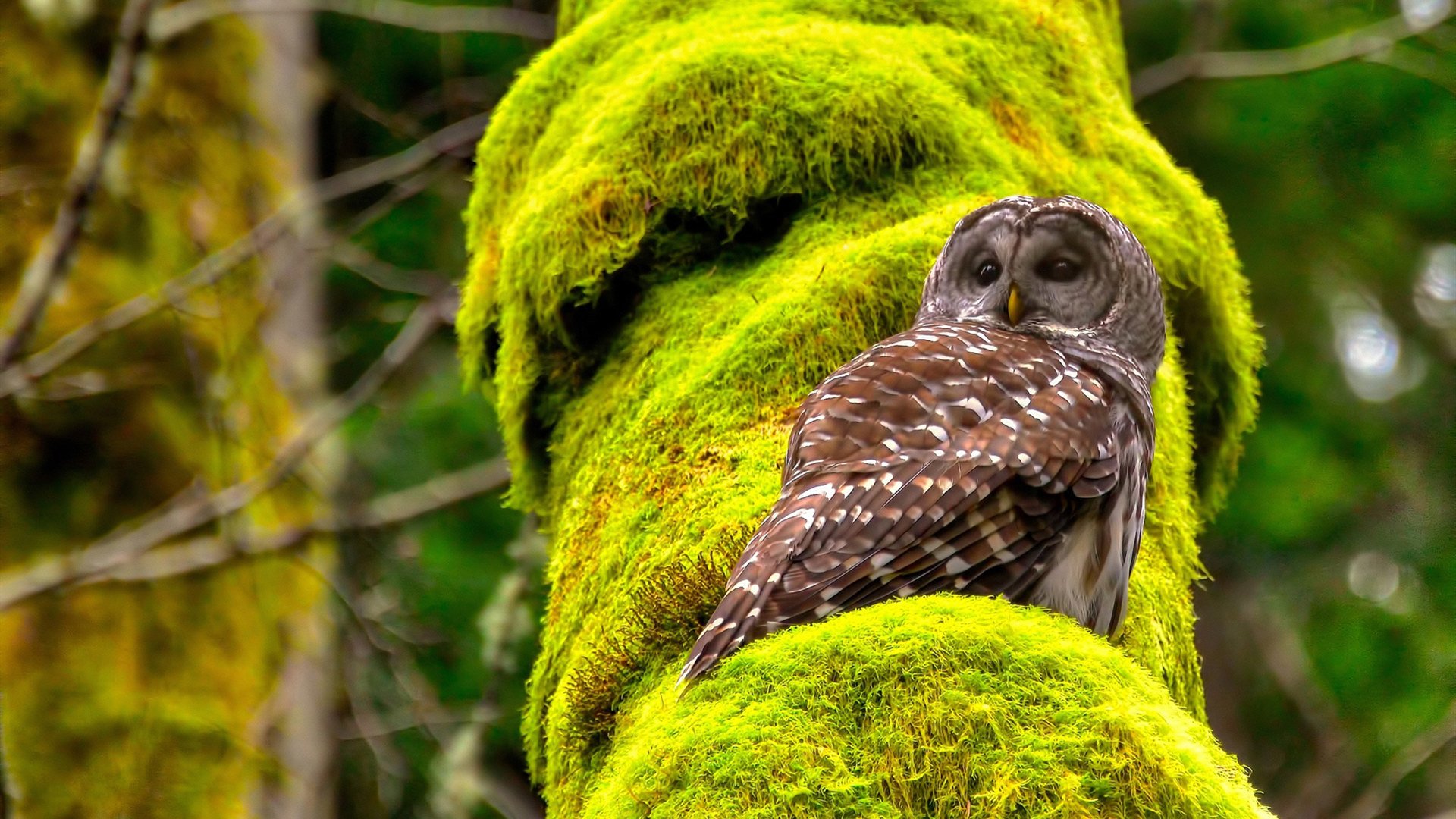 外科手术式打击，格纳布里在年度焦点之战如何一刀刀肢解荷兰防线