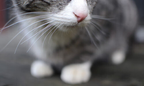 巴西风暴席卷梦剧场,库尔图瓦神扑定江山—皇马欧冠淘汰曼联晋级之路