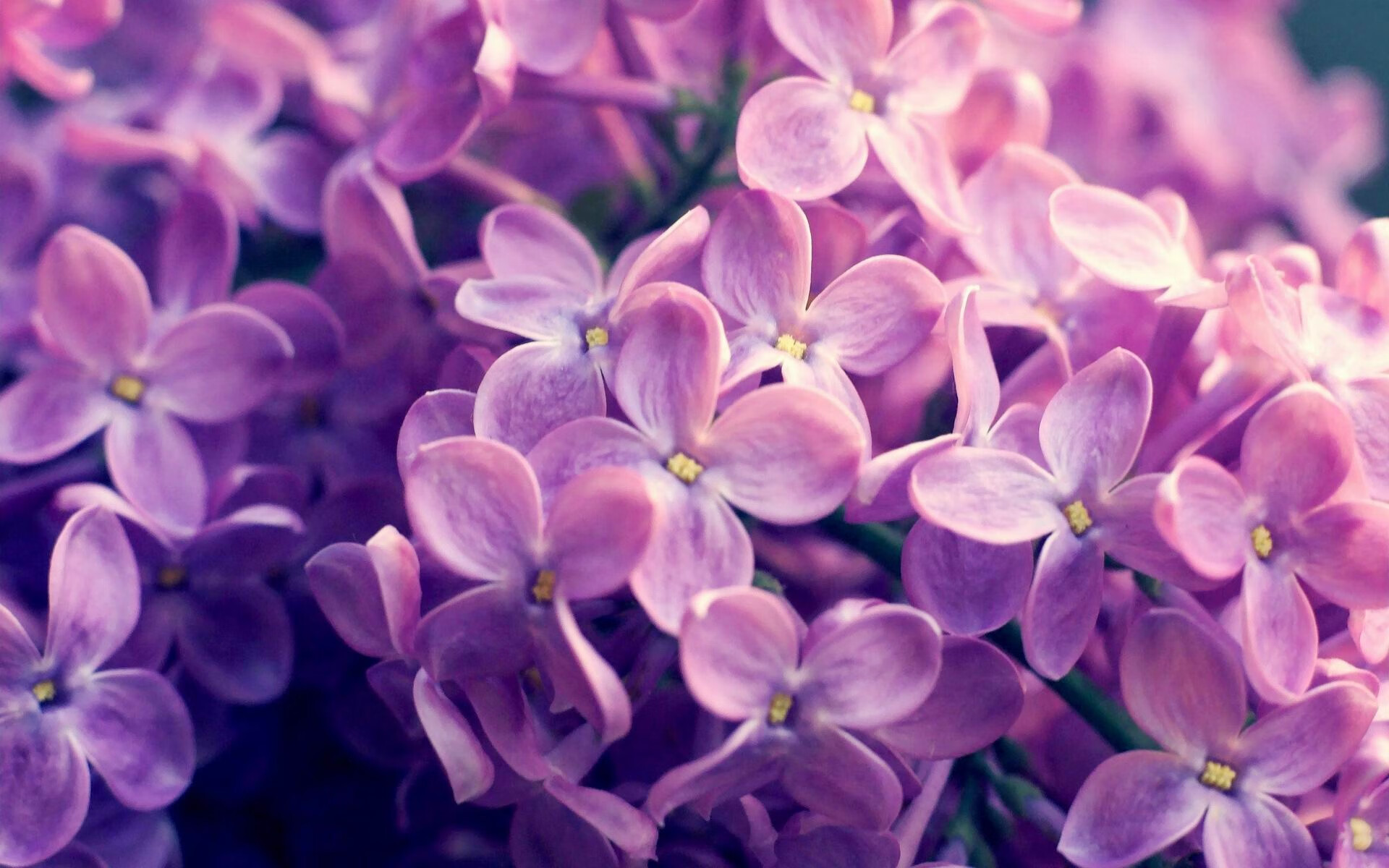 无人之境！贝恩轰破森林狼防线，灰熊客场告捷