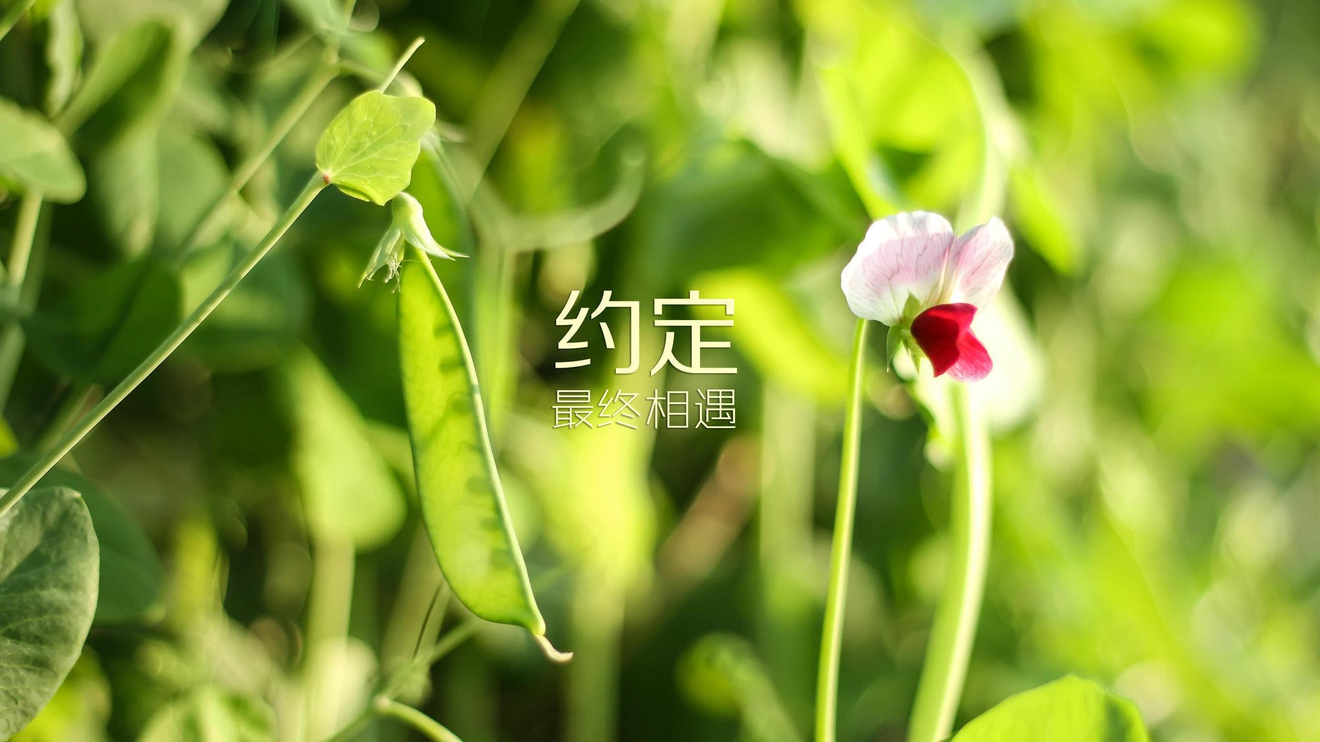 橙蓝风暴中的孤星,努涅斯在攻守转换间定义2026世界杯A组唯一答案